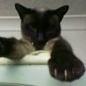 Mr Siamese Cat
