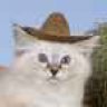 countrycat