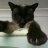 Mr Siamese Cat