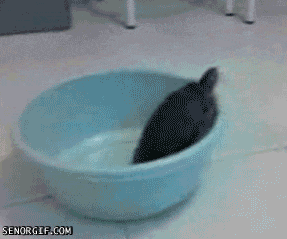 1282109670254.gif