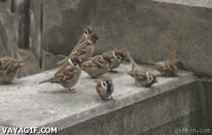 412c48172c3f1065ad062c0bd2f3871a.gif