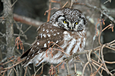 BorealOwlCC.jpg